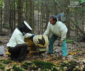 Bienenvolk im Eulenkasten 007a.JPG